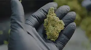 Central Budz Categories Flower