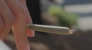 Central Budz Categories Pre-Rolls